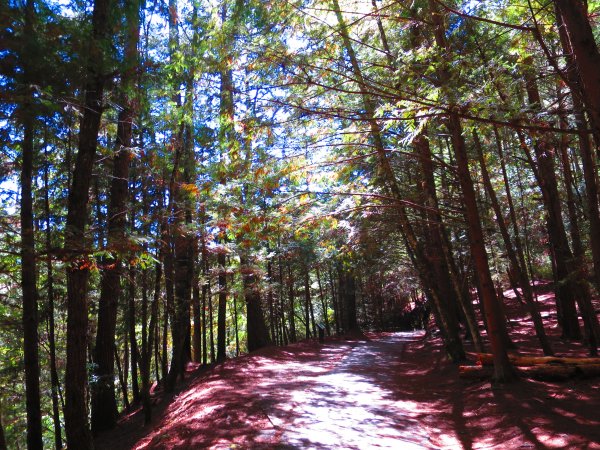 如童話般的森林步道-武陵桃山瀑布步道1190742