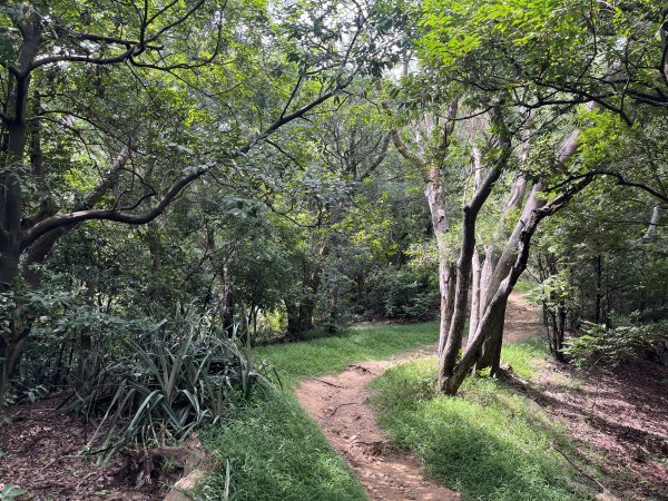 [皮皮獅探險隊-03/10] 2025_0706 犁頭山、文山步道2831477