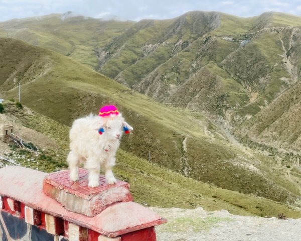 西藏♥️可愛動物🐎人物寫真/拉薩旅拍/美食2903008
