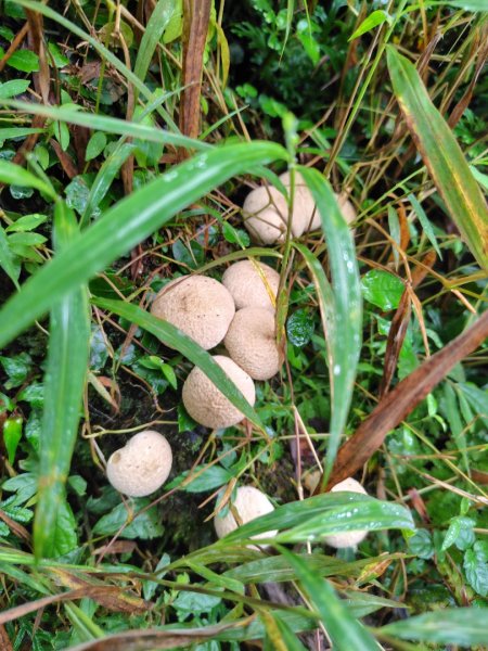 渭水之丘 烘爐地山 抹茶山 三角崙山2938737