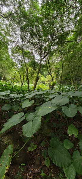 2026-0307 造鎮-文筆山-天華山-南勢角山-蘭花亭-牛伯伯3015847