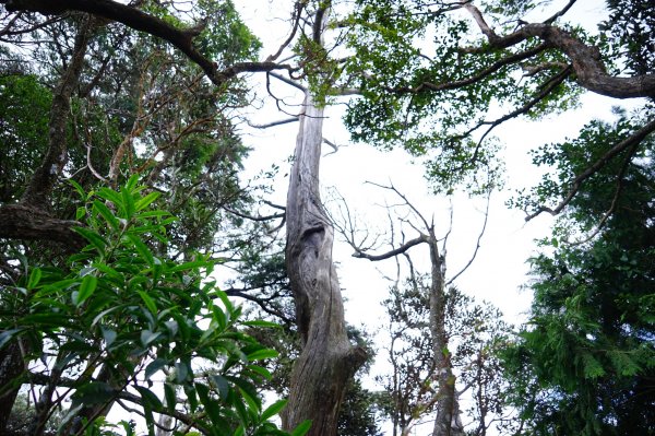 新竹關西鎮 水田林道之貴妃&那結山連走1539706