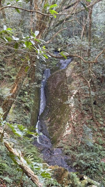 山毛櫸「最後一舞」2955259