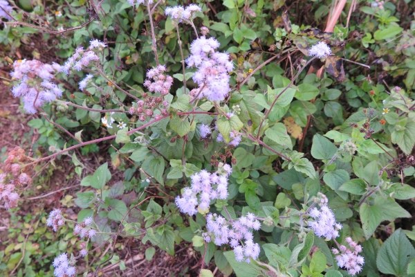 苗栗關刀山（小百岳）80142