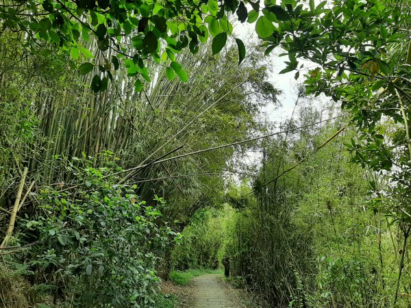 走遍陽明山：擎天崗系｜竹林小徑，遇見清幽潺潺溪流2096480