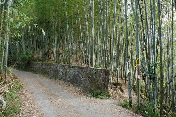 南投 鹿谷 龍鳳山、龍鳳峽山、三叉崙山、水桶寮山、內樹皮山、羊頭崙山、志騰山、竹崙山、溪頭山2962248