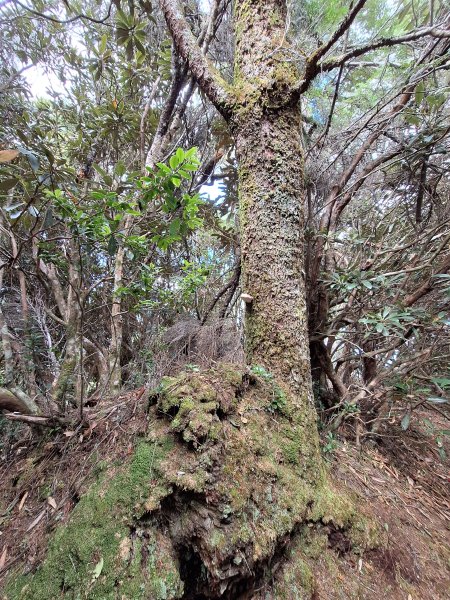 觀霧之榛山O型202411232653947