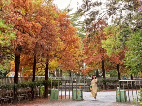 龍過脈森林步道2960916