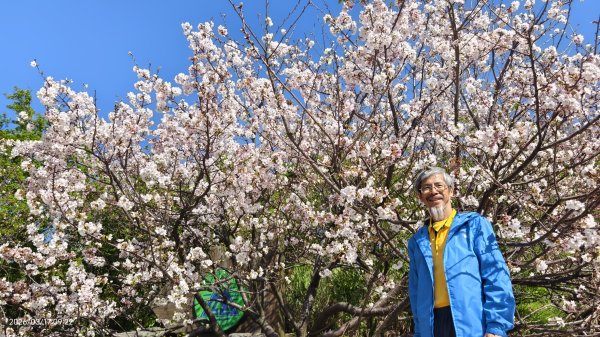 #中山樓 #陽明公園 #十八份 #墨染櫻 #吉野櫻 #唐棉 #小實女貞 #大紅蛺蝶 #夕陽 3/13017020
