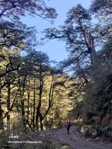 【南投】合歡溪步道：遠得要命的櫻花鉤吻鮭2912242