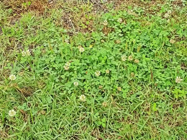 基隆河右岸尋花問草2091143