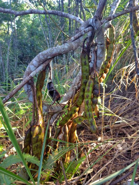 唐麻丹山 蝴蝶谷2918814