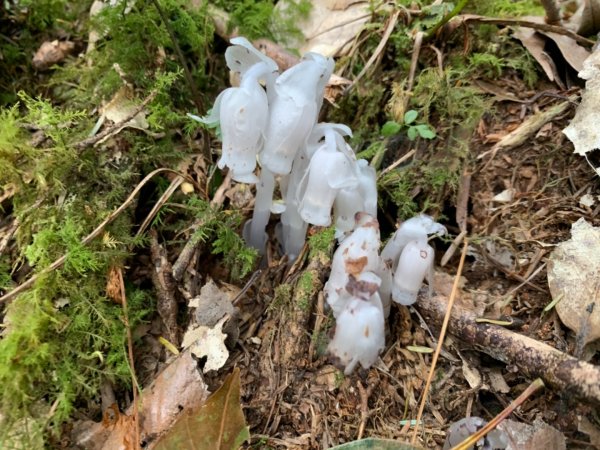 司馬庫斯生態1340516