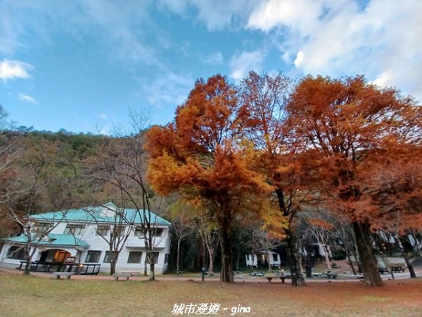 【南投仁愛】光影下的森林療育。 奧萬大國家森林遊樂區步道群2973069