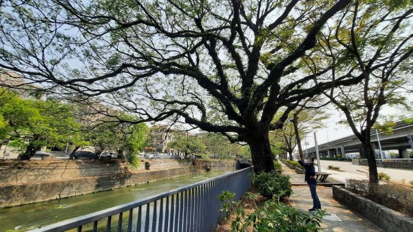《台中》苦楝樹王｜潮洋溪惠來溪步道生態之旅202303-042124109