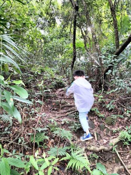 關西赤柯山、東獅頭山步道2262829