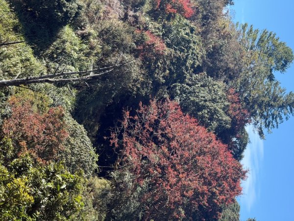 1141215塔山步道2962698