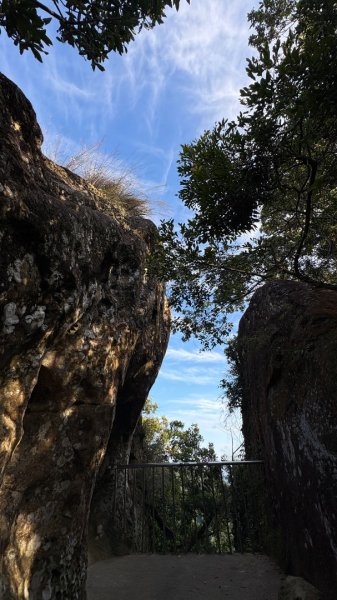 岩壁上的花、艷紅鹿子百合（12868969