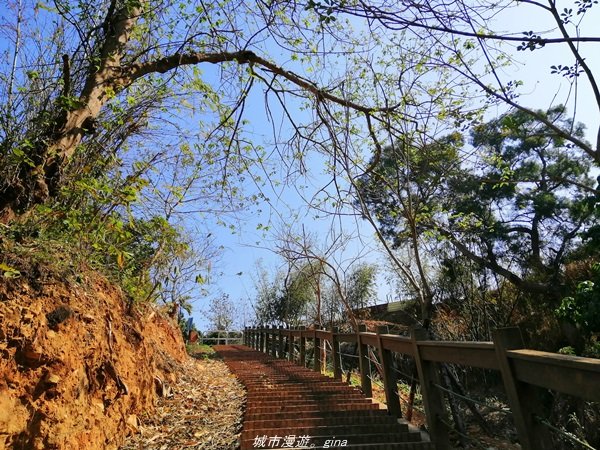 懷舊之旅~百年古井緬梔老樹~瑞井登山步道1296231