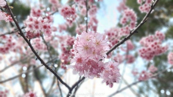 《彰化》桃李櫻美｜花壇虎山巖步道x大嶺巷富士櫻20250301