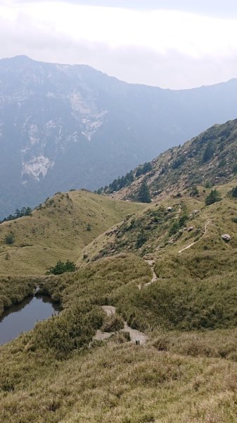 合歡東峰、小奇萊賞玉山杜鵑2542850