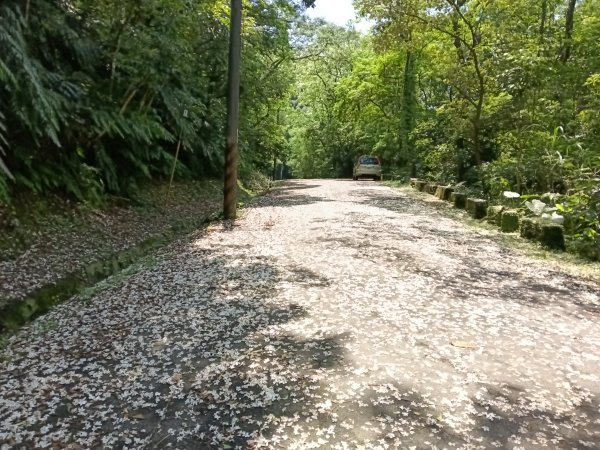 汐止區夢湖秘境桐花夢幻2773485