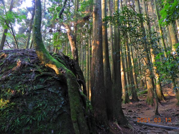 苗栗 南庄 加里山、哈堪尼山1304149