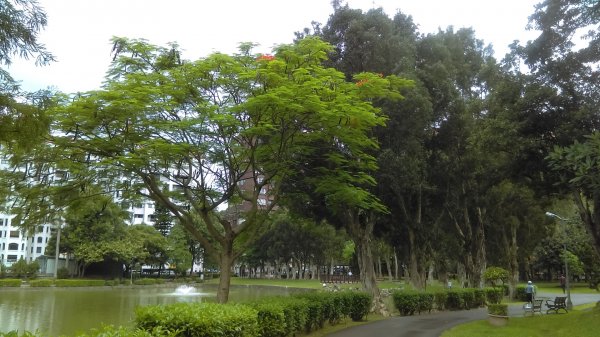 內湖碧湖公園環湖步道的湖光山色、波光粼粼987815