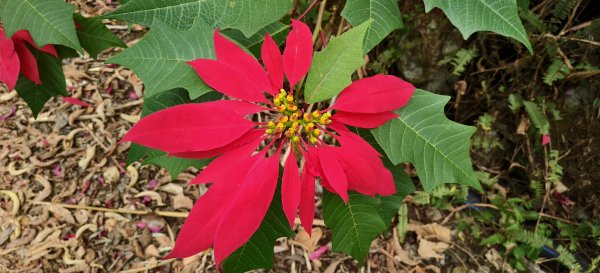 2025/12/25_冬瓜山神木步道2971961