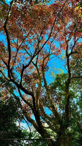 馬那邦山O走2370147