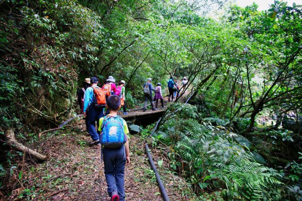 燦光寮古道與黃金三稜554293