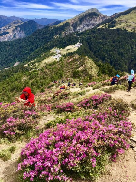 1070526合歡北峰杜鵑花343316