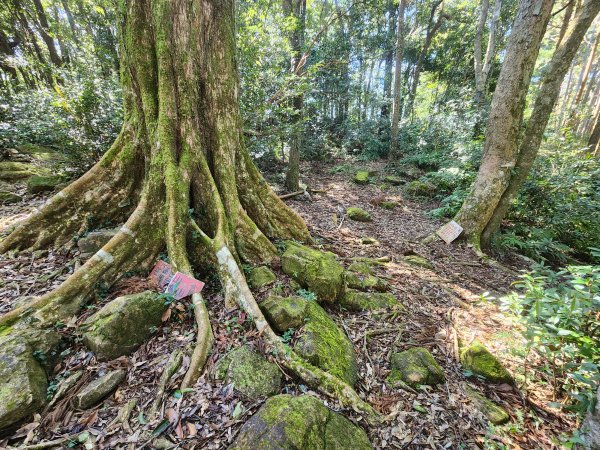 20250112貴妃山那結山外鳥嘴山蓮包山O型2727161