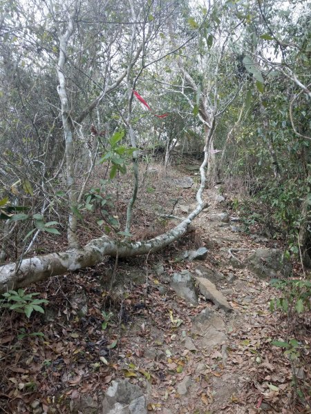 白雲山(小百岳#69)步道1377516