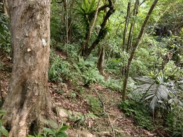 平溪區石古井古道(新路徑)+青林山+盤山坑古道O型2893269