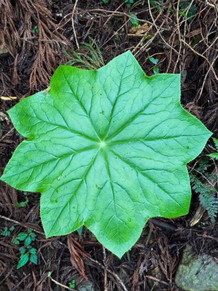 鵝公髻山-迷霧森林2768525