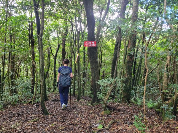 20230812 志繼山 東眼山 拉卡山 卡外山  東眼四瞳 東眼山國家森林遊樂區2245971