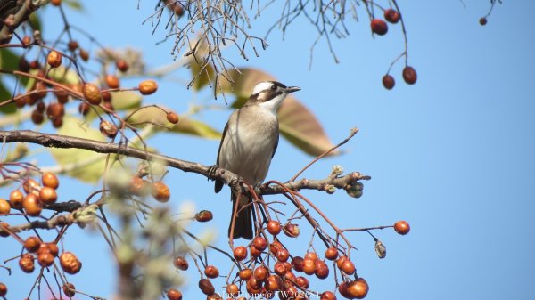 《台中》粉紅浪漫｜潮洋環保公園河岸步道202602-033022461