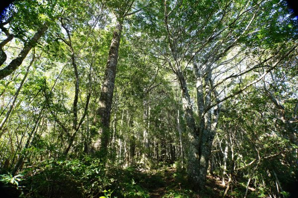 新竹 尖石 屯野生台山、石麻達山、錦屏山2904268