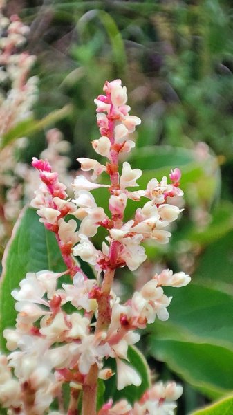 合歡山群峰（南峰、石門山、尖山、東峰）2626800