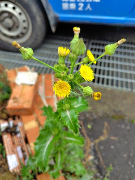 鳳鳴古道 鳳鳴山 南隘勇（南長城）古道 三湖山 八達嶺（龍骨）古道 綠色古道 延平古道2975147