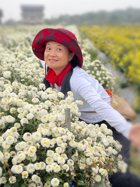 小百岳關刀山889m+銅鑼杭菊1924084