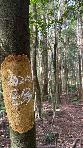 鵝黃色的優雅2960197