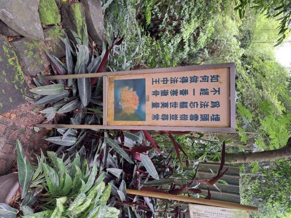 2026微笑山線望月亭桐花段3103853