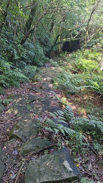 楊廷理古道2814609