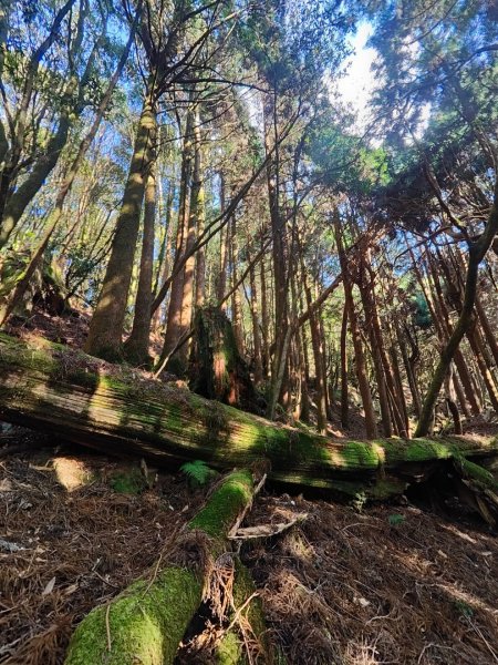 特富野古道>東水西峰>東水山>玉兒山>特富野古道（逆O)2743794