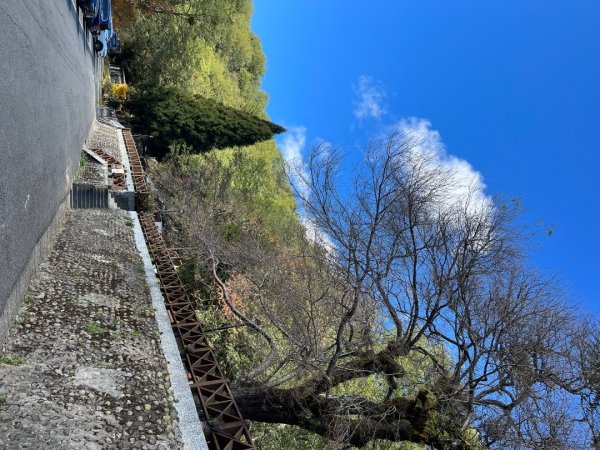 20231127_觀霧榛山步道（森遊竹縣）2763082