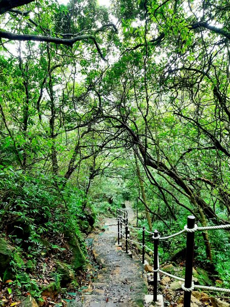 走遍陽明山：擎天崗系｜迷霧中的草原祕境、古道幽境2123769