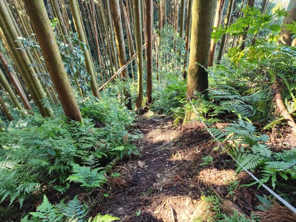 20250112貴妃山那結山外鳥嘴山蓮包山O型2727166