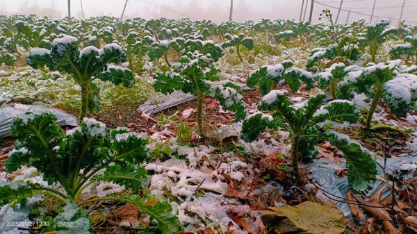 我的2025第一場雪，包場夫婦山，獨享差強人意的雪景&雲海。1/272699844